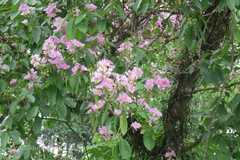 Lagerstroemia speciosa